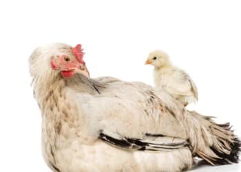 O que veio primeiro: o ovo ou a galinha? Ciência resolve o enigma