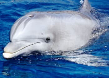Ranking revela os dez animais mais inteligentes do planeta