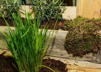 Especialista explica benefícios da capuchinha com cebolinha contra pragas