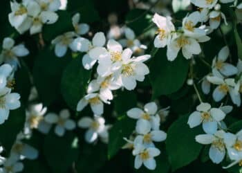 Jasmin - Créditos: depositphotos.com / KateNovikova