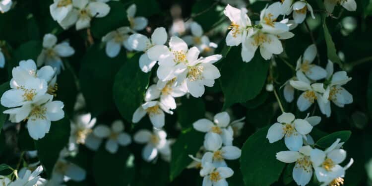 Jasmin - Créditos: depositphotos.com / KateNovikova