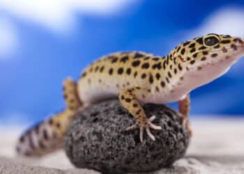 Lagartixa em casa é sinal de proteção segundo o Feng Shui