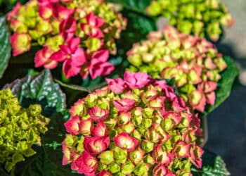 Plantas que florescem o ano inteiro mantêm seu jardim sempre colorido