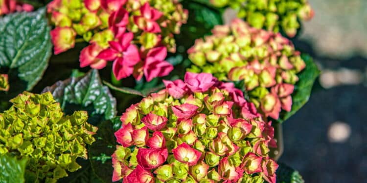 Plantas que florescem o ano inteiro mantêm seu jardim sempre colorido