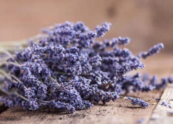 Lavanda // Créditos: depositphotos.com / Kazlouskaya