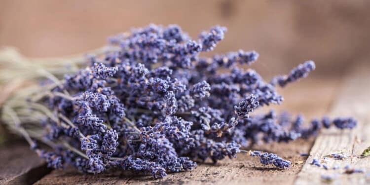Lavanda // Créditos: depositphotos.com / Kazlouskaya