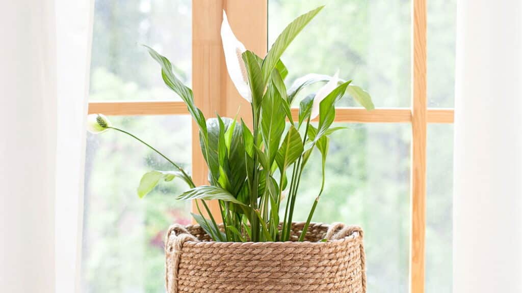 As cinco plantas mais resistentes que purificam o ar em casa