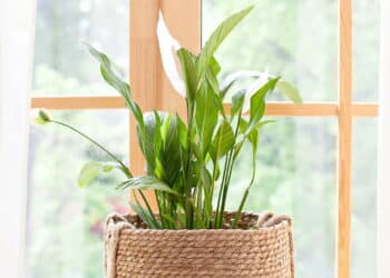 As cinco plantas mais resistentes que purificam o ar em casa