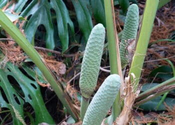 Plantas transformam a decoração de interiores em 2025