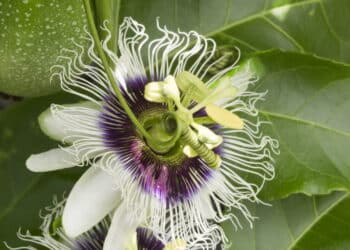 Passiflora incarnata // Créditos: depositphotos.com / ribeiroantonio