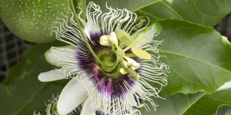 Passiflora incarnata // Créditos: depositphotos.com / ribeiroantonio