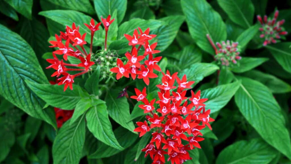 Plantas que florescem o ano inteiro mantêm seu jardim sempre colorido