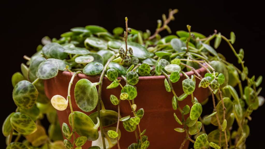 Plantas para interiores ganham força na decoração para 2026