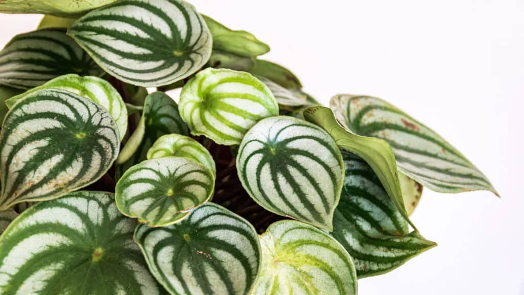 5 plantas fáceis de cuidar que cabem em qualquer espaço