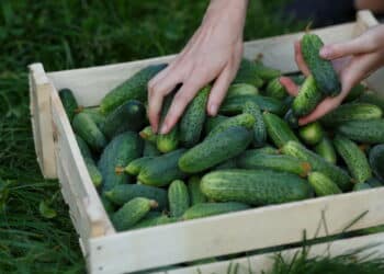 Top 10 flores e hortaliças que trabalham juntas na horta