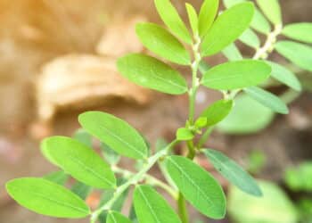 A planta indicada para problemas renais que cresce em qualquer jardim