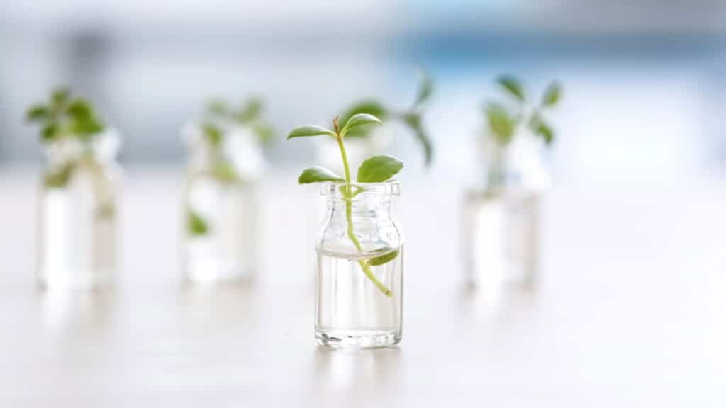 Plantas perfeitas para cultivar em garrafas de vidro