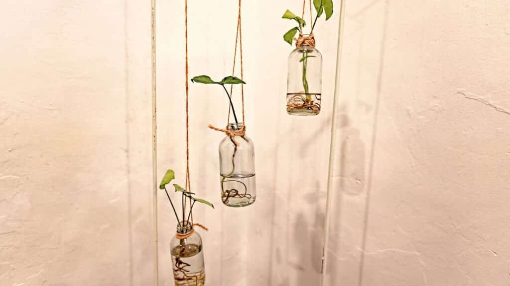Plantas perfeitas para cultivar em garrafas de vidro