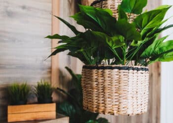 Plantas artificiais são ruins para energia da casa no Feng Shui