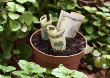 Cultivar essa planta no jardim pode encher seu bolso de dinheiro