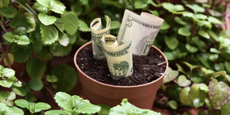 Cultivar essa planta no jardim pode encher seu bolso de dinheiro