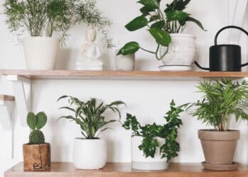Essas 7 plantas podem melhorar a energia da sua casa, segundo o Feng Shui