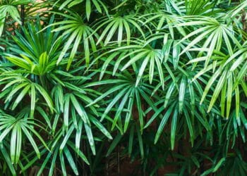 A planta que purifica o ambiente e promove equilíbrio na sua casa