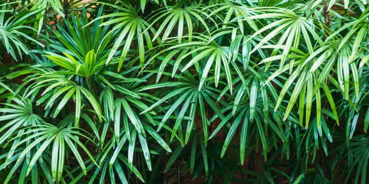 A planta que purifica o ambiente e promove equilíbrio na sua casa