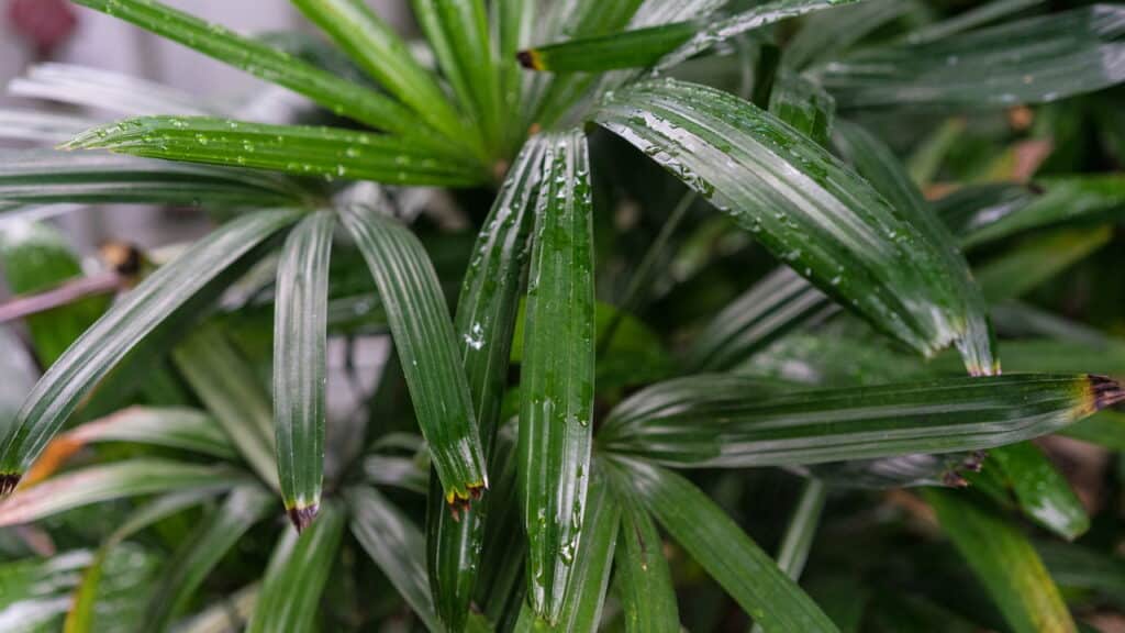 A planta que purifica o ambiente e promove equilíbrio na sua casa
