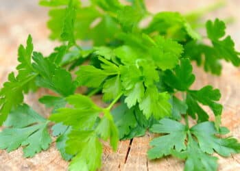 Cultivar ervas na cozinha vira tendência entre quem busca alimentação saudável