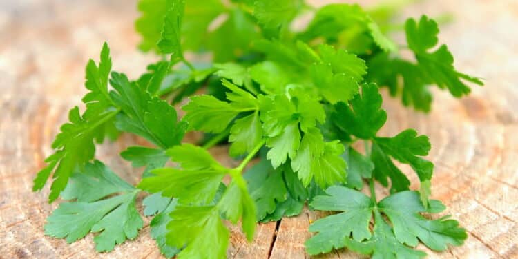 Cultivar ervas na cozinha vira tendência entre quem busca alimentação saudável