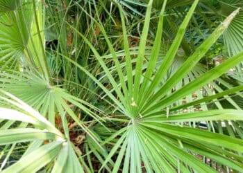 A planta que auxilia para problemas na próstata, segundo cientistas