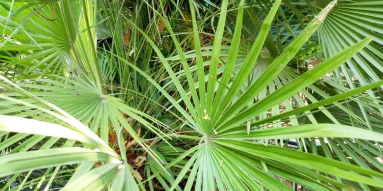 A planta que auxilia para problemas na próstata, segundo cientistas