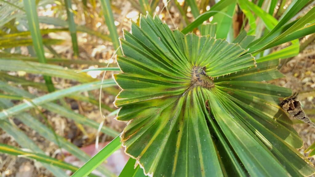 A planta que auxilia para problemas na próstata, segundo cientistas