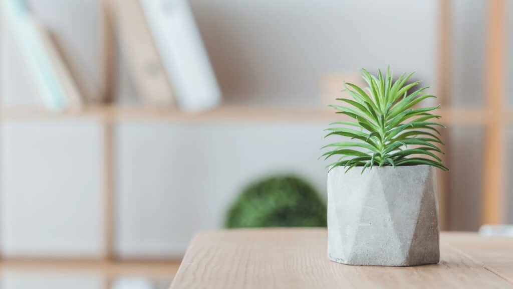 Essa é a melhor planta para apartamento e casas pequenas