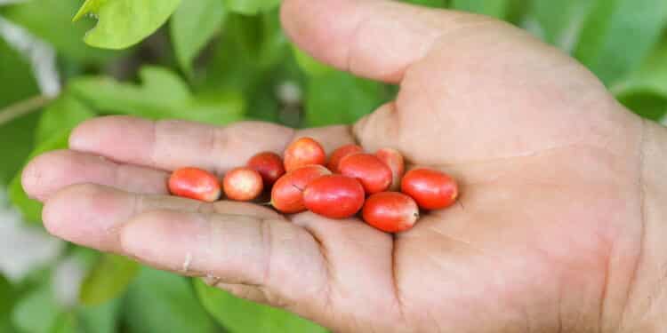 Fruta milagrosa pode ajudar na pressão alta e diabetes