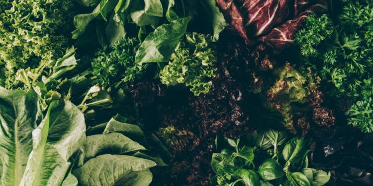 Como folhas verdes ajudam a manter a fome longe e o intestino saudável