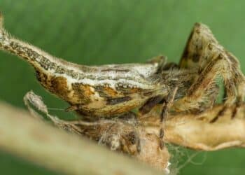 Natureza surpreende com aranha que engana até os olhos mais atentos