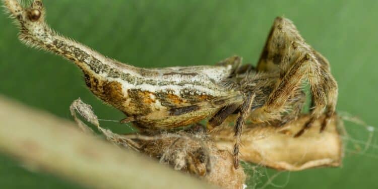 Natureza surpreende com aranha que engana até os olhos mais atentos