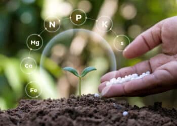 O truque perfeito para fertilizar suas plantas em casa
