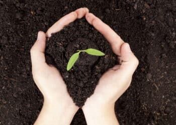 O truque do adubo poderoso para aquela planta que não cresce