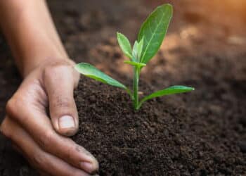 As técnicas de adubação que todo amante de plantas deveria conhecer