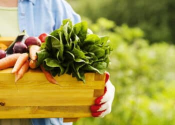 Alimentos que devem ser consumidos frescos para manter os nutrientes e o sabor