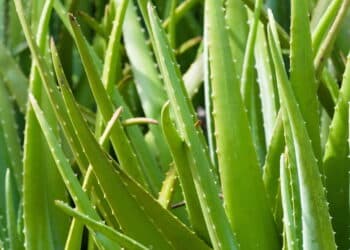A planta medicinal que ajuda na cicatrização de feridas e melhora a saúde