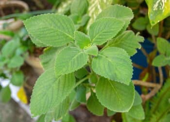 A erva brasileira que fortalece o fígado e é fácil de cultivar