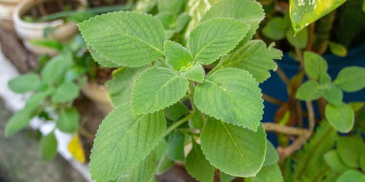 A erva brasileira que fortalece o fígado e é fácil de cultivar
