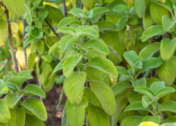 A erva brasileira que fortalece o fígado e é fácil de cultivar