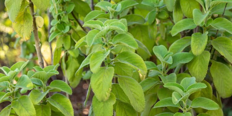 A erva brasileira que fortalece o fígado e é fácil de cultivar