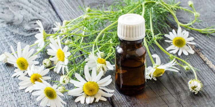 A planta antiga que nossos ancestrais usavam para curar o intestino