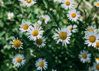As 5 melhores plantas para a beleza facial que salvam a pele